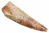 Fossil Spinosaurus Tooth - Real Dinosaur Tooth #362930-1